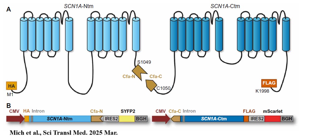 figure-1-split-intrien